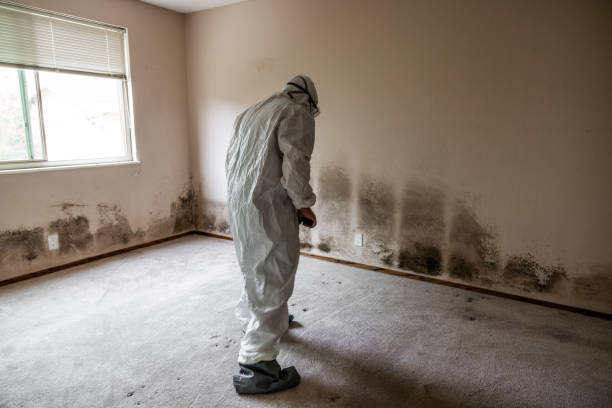 Best Health and Safety Mold Remediation in Dover, NH